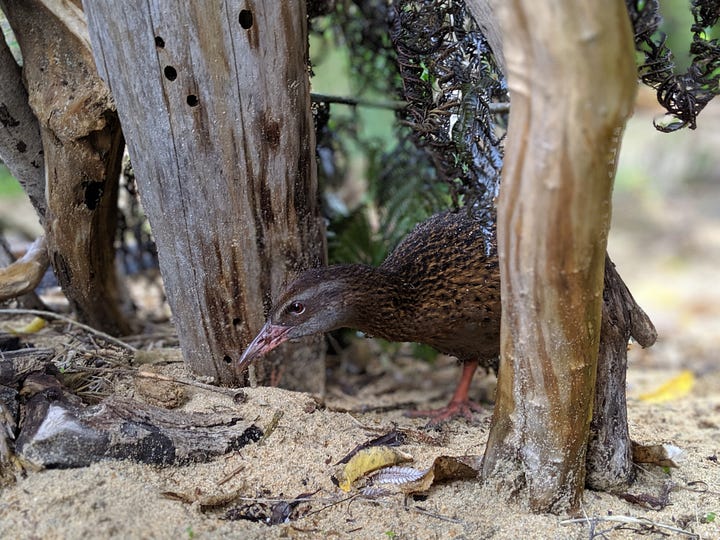 Cheeky weka / Māori hen