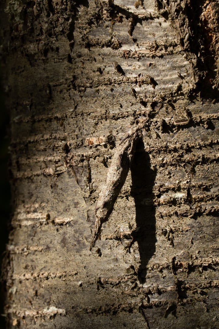 Bag moth (Liothula omnivora, endemic) attached to southern beech tree, showing camouflage.