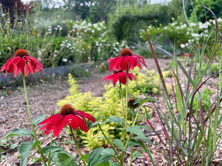 Echinacea 'Salsa Red' and Verbascum 'Christo's Yellow Lightening' and golden oregano in the Hot Border, along with chocolate-foliage Brozne fennel, Acer bloodgood, and Rusty foxglove.