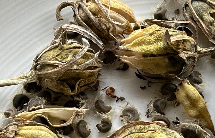 Dried seed heads and cleaned seed of hibiscus