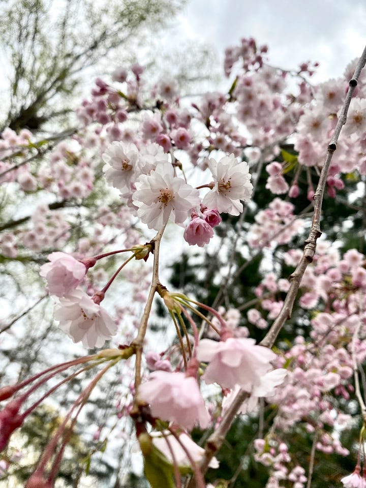 Rehearsals for Living book & cherry blossoms at Kariya Park
