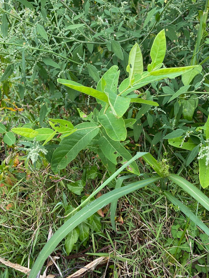 Dogbane, Apocynum cannabinum