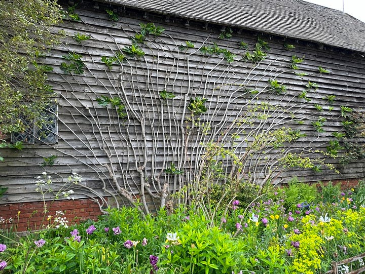 The trained fig on the Barn and congregation of gardeners at Dixter. Photos by Molly Hendry