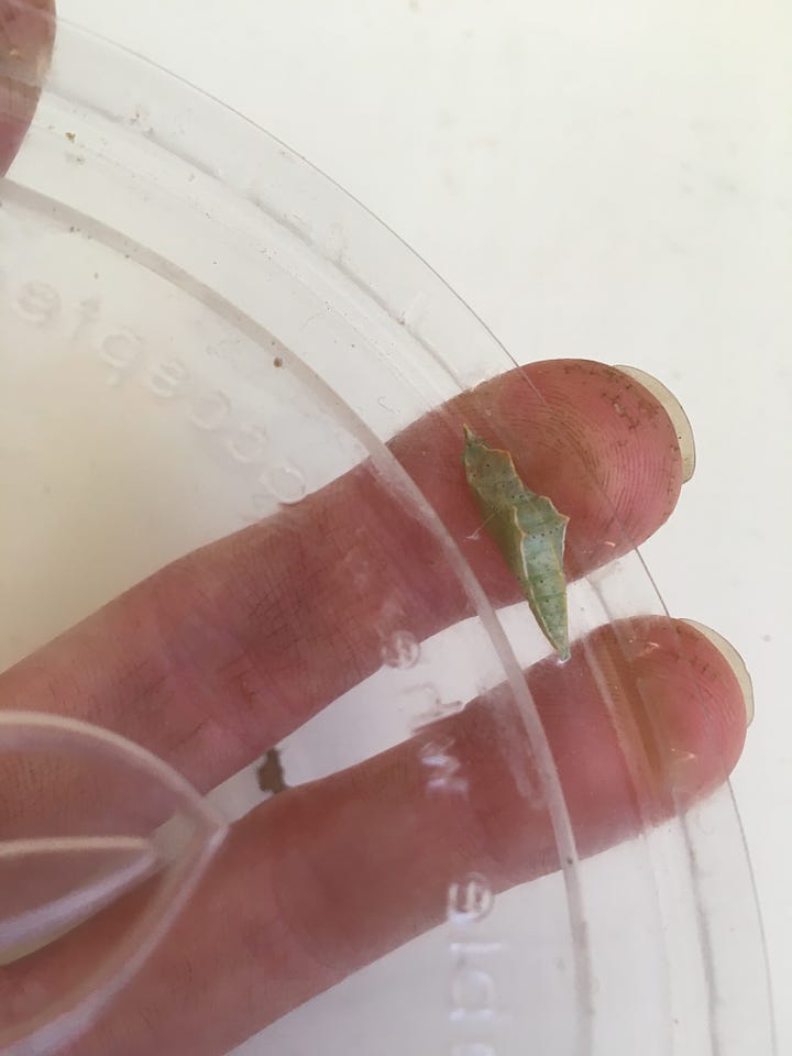 Cabbage white caterpillar cocooned itself in the lip of a plastic lid; A thumb head-sized frog living in the water gravel of the cuttings trays; A female ichneumon parastic wasp laying eggs in termites of the wood post; A mucky frog having emerged from the mud of a path.