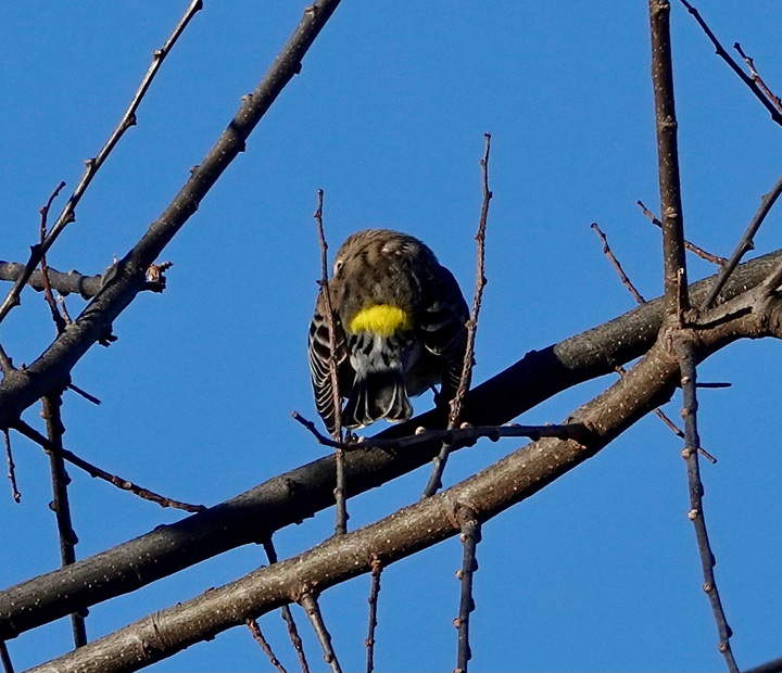 Side-by-side photos show a gray and white warbler perched on a bare tree branch. The bird has two white wing stripes, a subtle yellow patch on its flank, and a conspicuous yellow patch on its rump. The bird’s black bill is diminutive and thin.