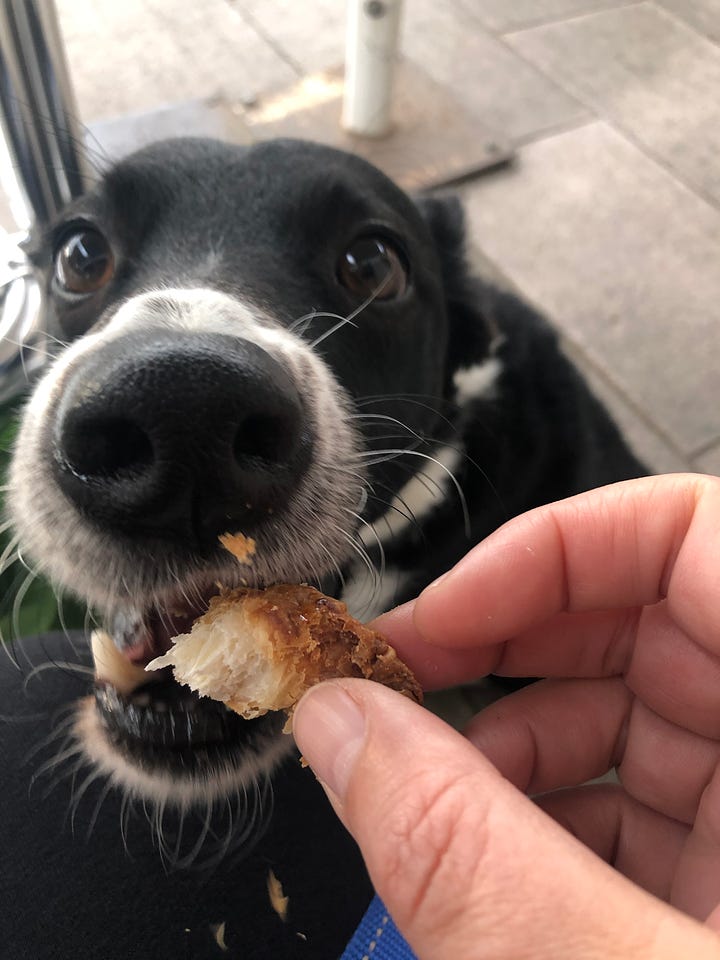 Various images of a small black and white Collie type dog eating snacks. Mostly close ups of his snout and treats.