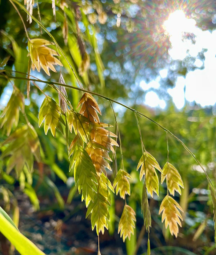 More natives in the woodland: Northern sea oats is a beautiful grass with dangling seedheads, White Wood Aster (Eurybia divaricata) & the Christmas fern (Polystichum acrostichoides).