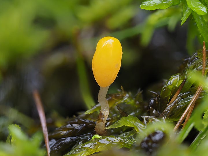 tiny yellow bog beacon mushrooms in moss