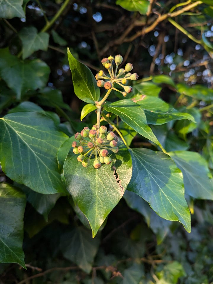 Ivy (Hedera sp.) is a real jack-of-all trades. In shadier conditions, it sends out the stereotypical liana vines but given sufficient light it will become woodier, growing a thick stem. The leaves will adopt a different morphology and flowers will form and start to bear fruit (in the winter!)