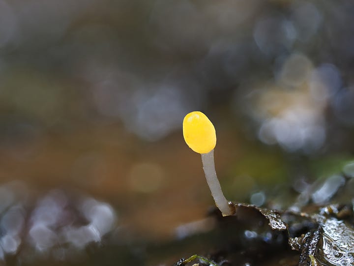 tiny yellow bog beacon mushrooms in moss