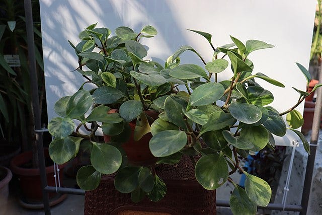 Pictures of two plants, Peperomia obtusifolia on the left and Ficus elastica on the right.