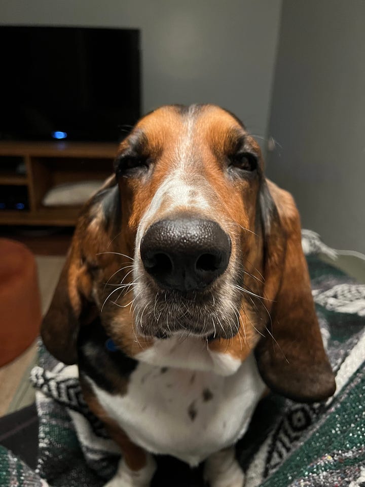 Two photos of a basset hound, side-by-side, one in which he's awake and looking just to the left of the camera, one in which he's struggling to keep his eyes open
