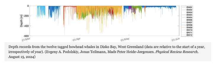 Long-Distance Relationship Revealed in the Seemingly Random Behavior of Bowhead Whales