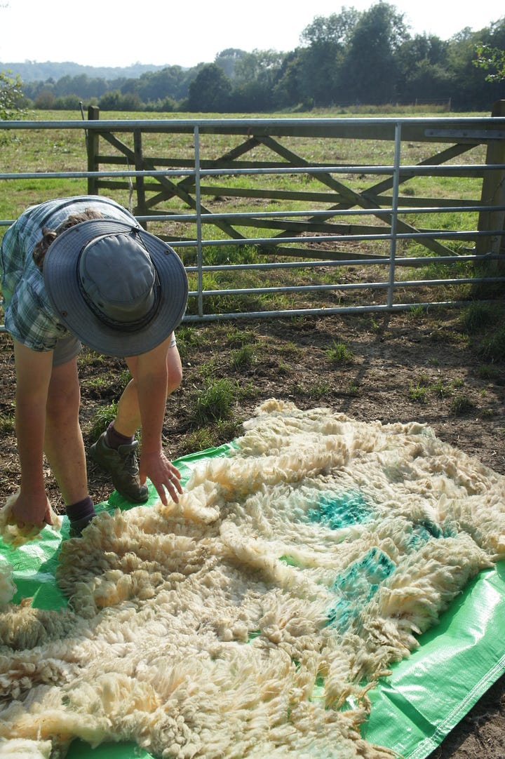 Image: Lynnie showing the “sheets” and unravelling a Texel cross raw fleece