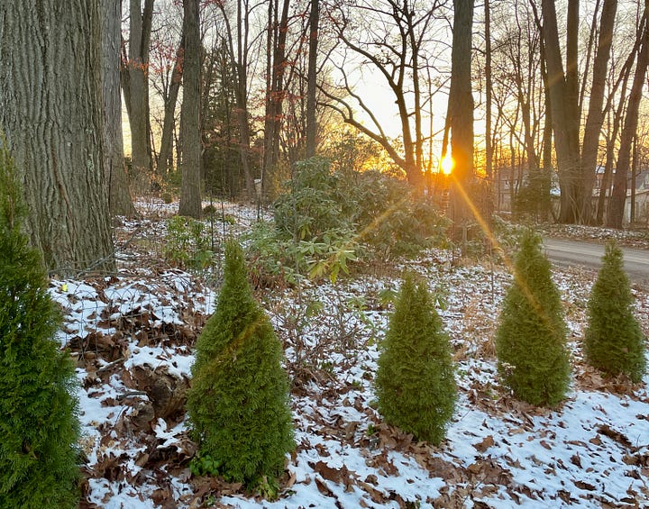 Evergreen Hedges & Perennials: Epimediums on Hellebore Hill; Arborvitaes by the drive; Hemlock framing the Daffodil Dell; and Autumn ferns in the snow.