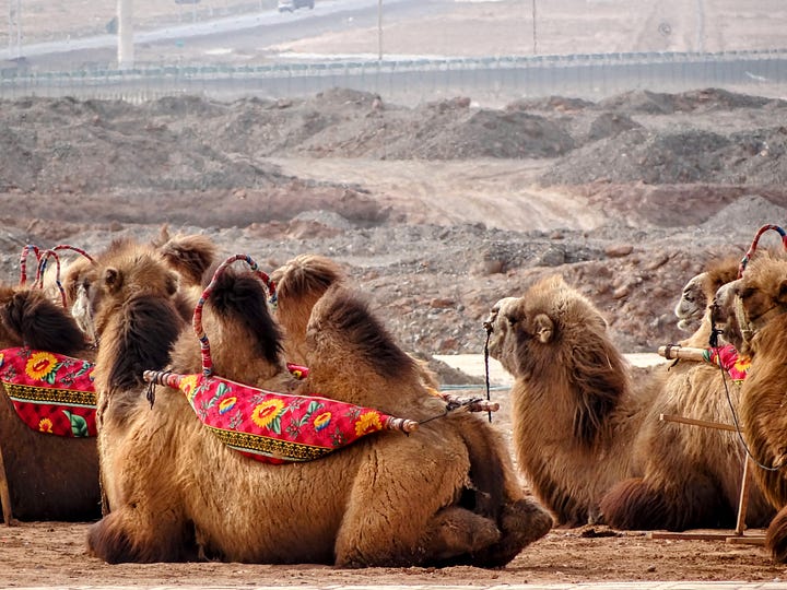 Bactrian camel Turfan