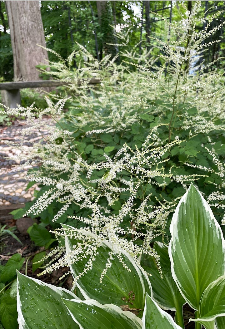 White Goat's Beard (Aruncus dioicus) and white variegated Hosta around St Francis' garden