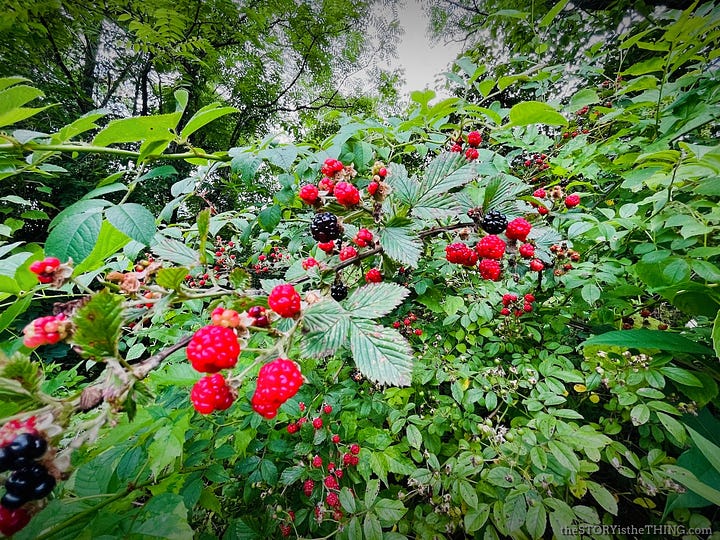 Two photos of blackberries in bloom