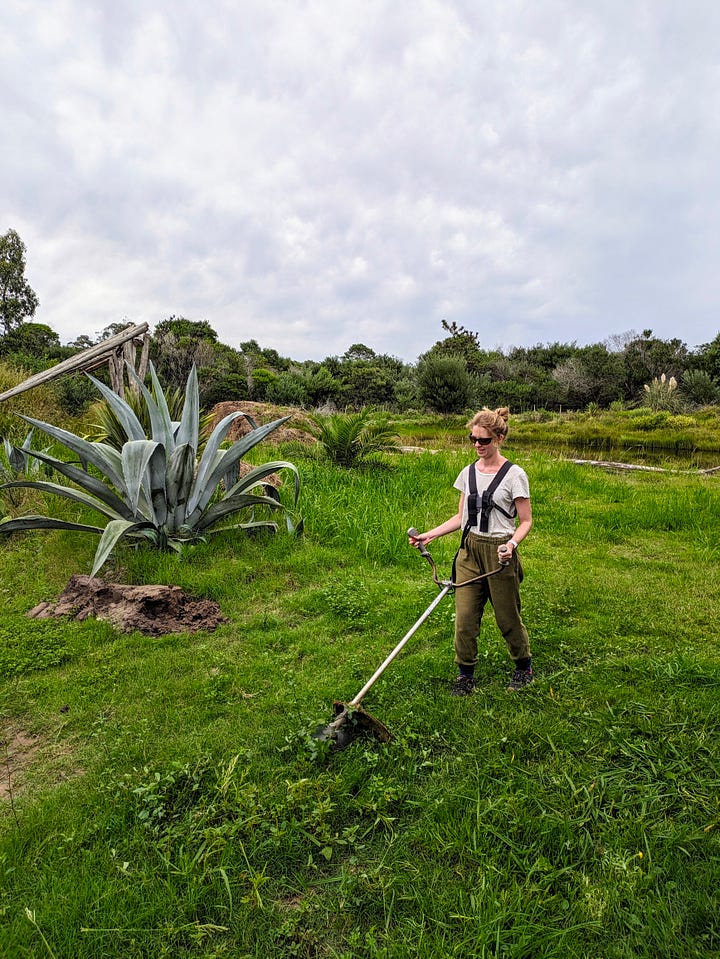 A much larger resident snake; the machine that probably disturbed him