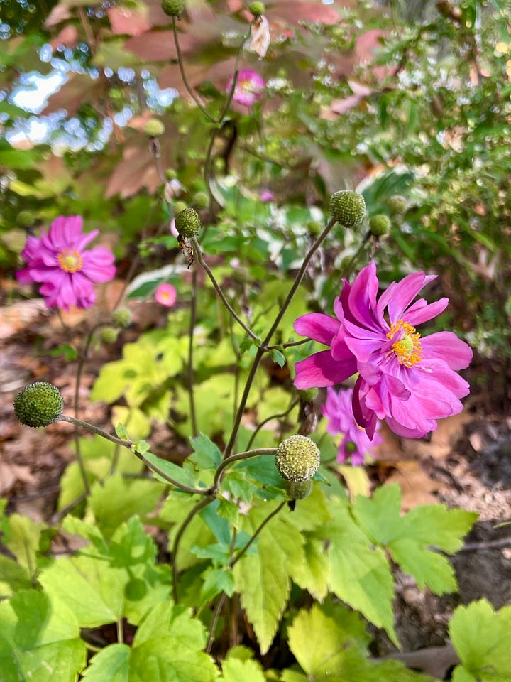 Anemone 'Pamina' near one of our large oak trees.