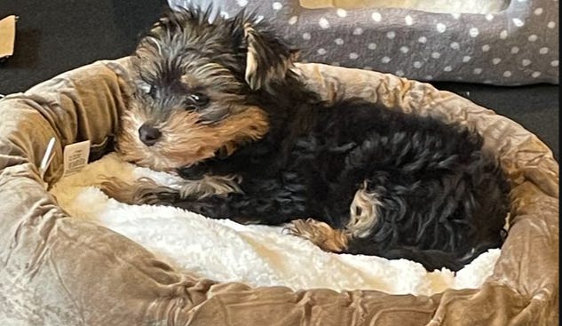 A painting of a tiny Yorkshire terrier puppy on a tiny canvas and a photo of the same tiny Yorkshire terrier.