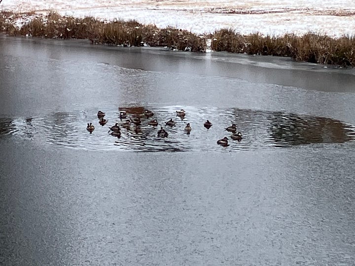 image of a frozen lake in Fords Colony and duckscrowding into small open space