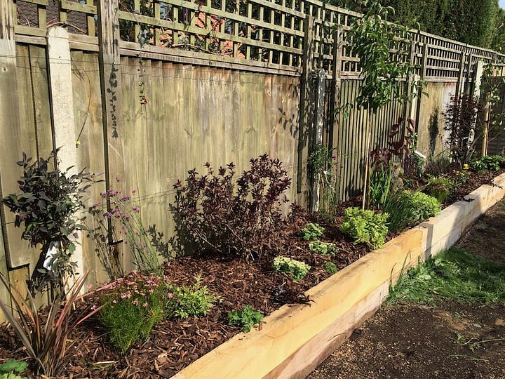 Newly planted borders