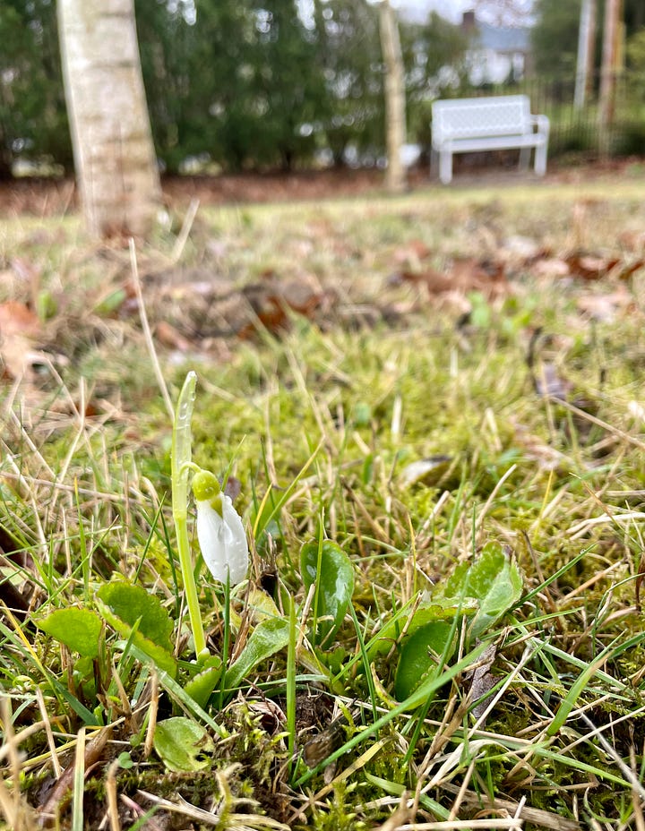 We had several little snowdrops up and blooming already in the Birch Walk. Here is the last on New Years. The Christmas Roses were up too. And best of to me right now are the buds of the Edgeworthia. The pot has now been moved into the blue potting shed that you can see in the back of the last photo for more warmth as it is tender here. 