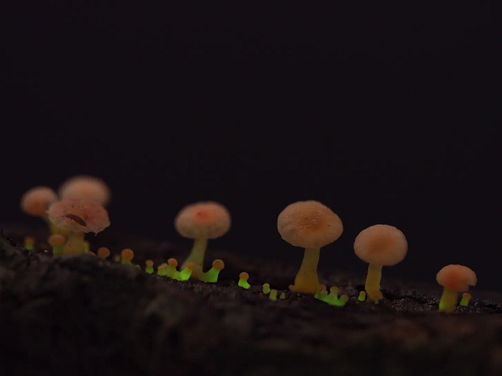 Mycena roseoflava