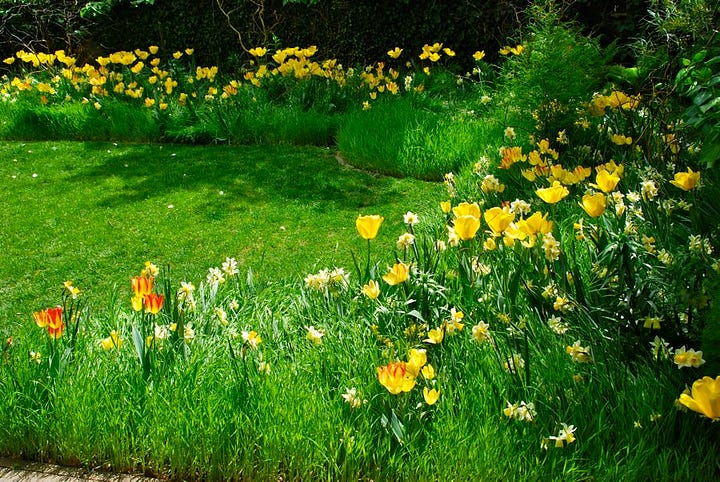 Tulip-dappled lawns near the Teacup Garden at Chanticleer