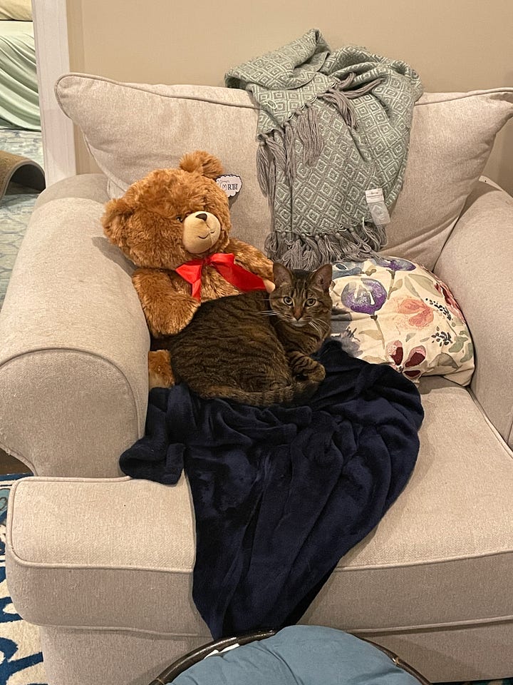 images of Olive, a small brown tabby, and Steve, a bigger greyish tabby, curled up on a white armchair. They are snuggled between a pillow and a brown teddy bear with a red bow around his neck