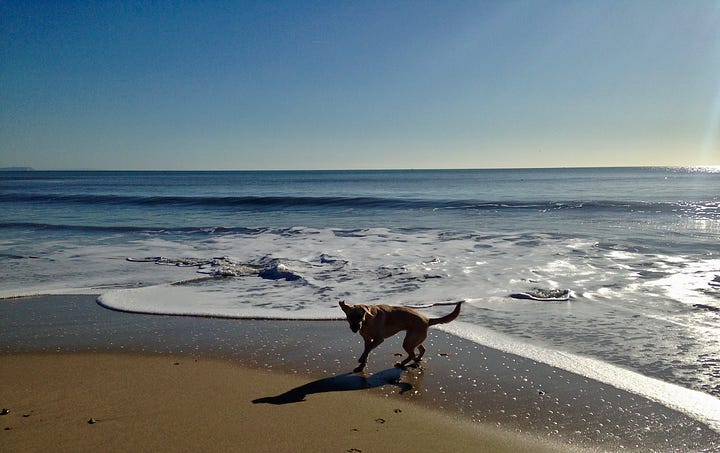 First image are two rows of white painted beach huts againat a backdrop of trees and cliffs. Gold sand in front of them. The image on the right is Bella, a yellow labrador shaking water off her, calm blue sea behind her