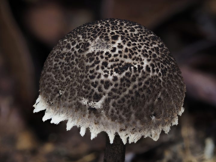 old man of the woods mushroom