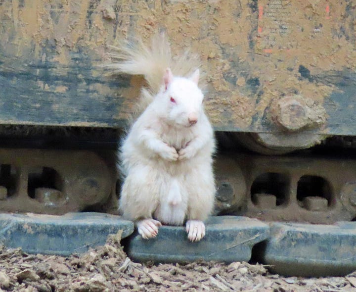 white squirrel on digger; white squirrel in front of cut-down tree 