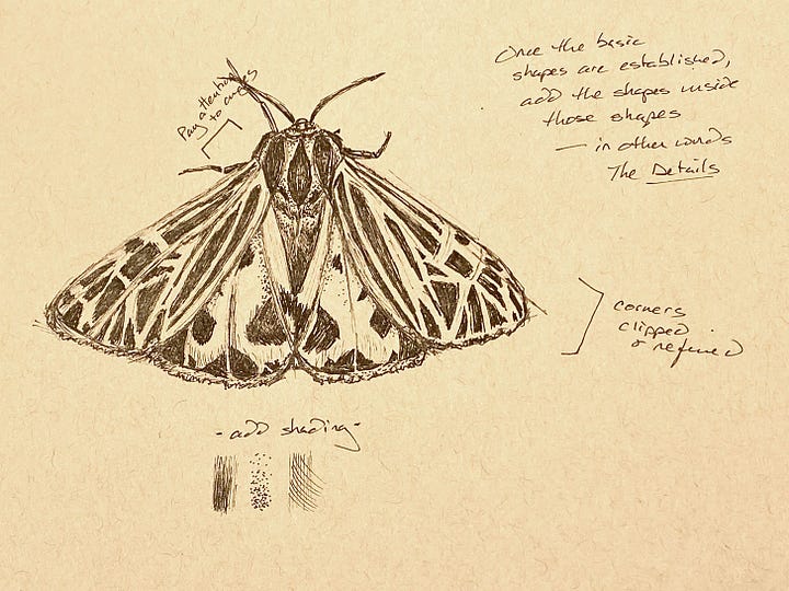 the stages of drawing a moth