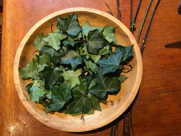 Fresh ivy leaves in a bowl and ivy growing up a tree trunk