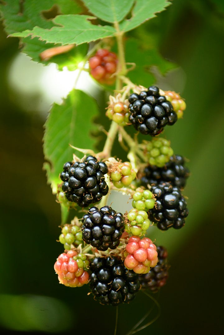 Fresh sliced tomatoes with seasoning. Blackberries on the bush. Photos by Okeykat and Richard Lin via Unsplash.