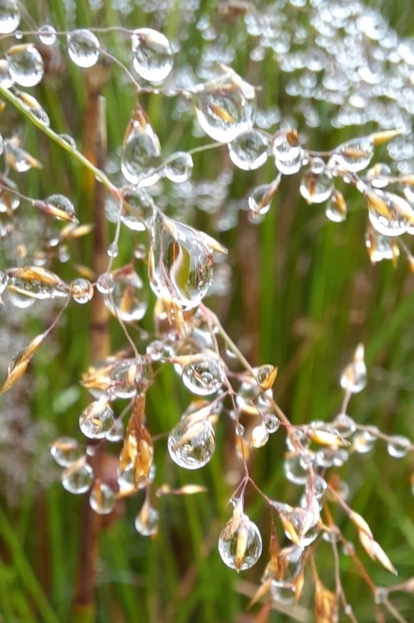 Two pictures of dew drops clinging to plants on Penhill