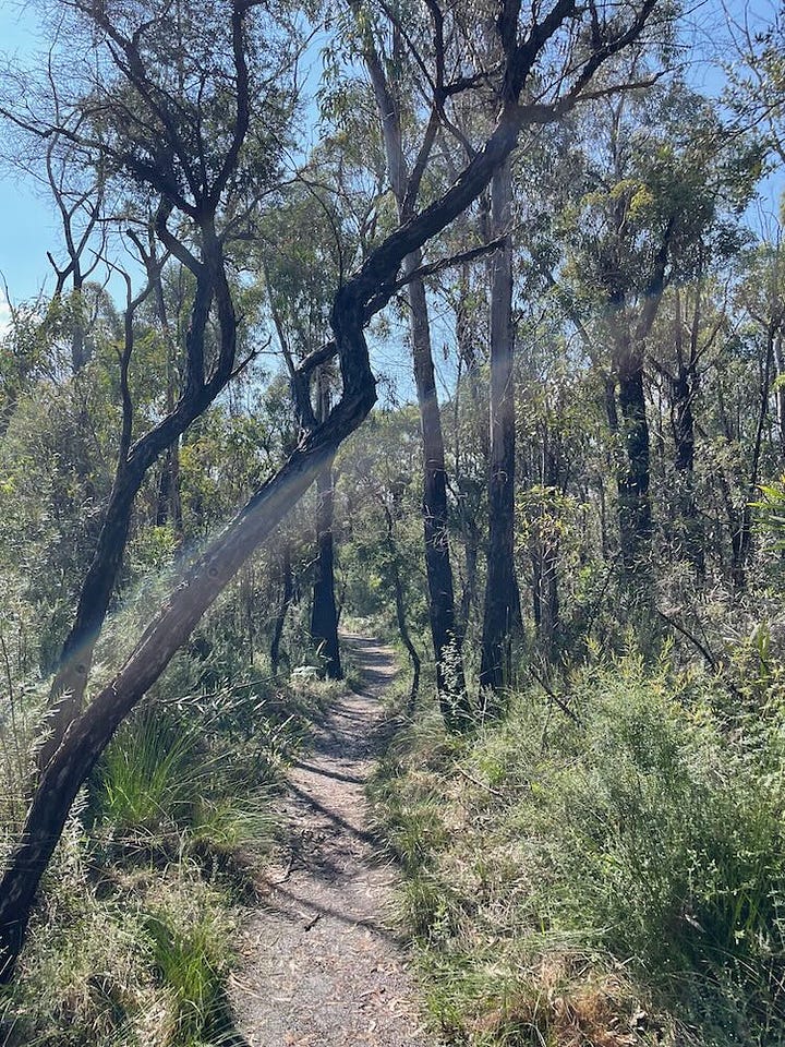 Walking Pigeon House Mountain Trail