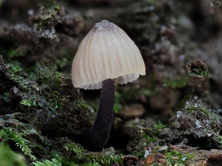 white-capped mushroom with a purple-grey stipe