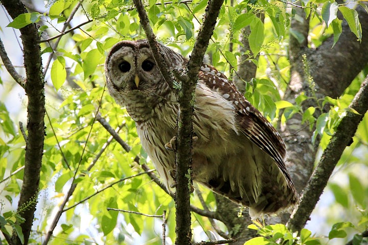 Here I barred owl shares a stare with me on a recent walk. 