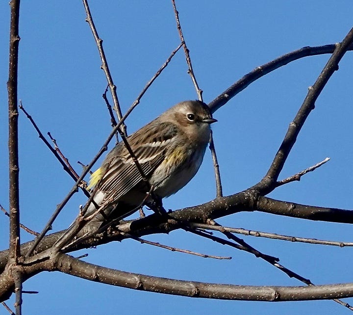 Side-by-side photos show a gray and white warbler perched on a bare tree branch. The bird has two white wing stripes, a subtle yellow patch on its flank, and a conspicuous yellow patch on its rump. The bird’s black bill is diminutive and thin.