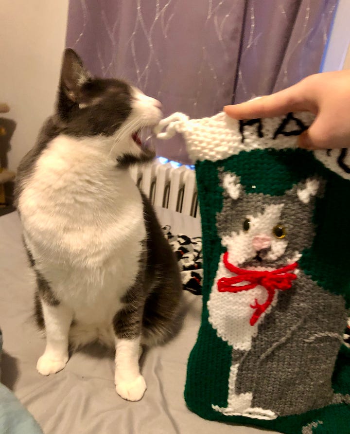 A green knitted Christmas stocking with a grey and white tuxedo cat with a red bow around its neck. It is held up next to a real grey and white tuxedo cat who, in the first photo, has his mouth open as if to bite the stocking, and in the second photo, is pulling at the red ribbon with his teeth.