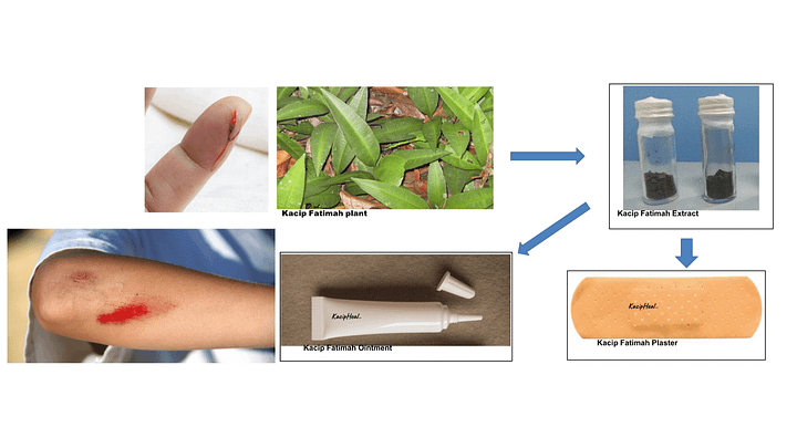 Kacip Fatimah Extract for Wound Healing