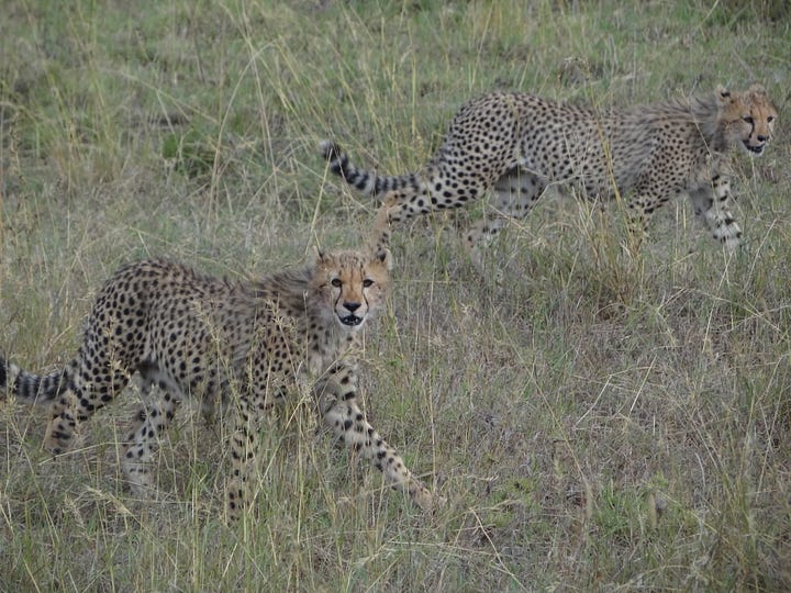 Serengeti lions