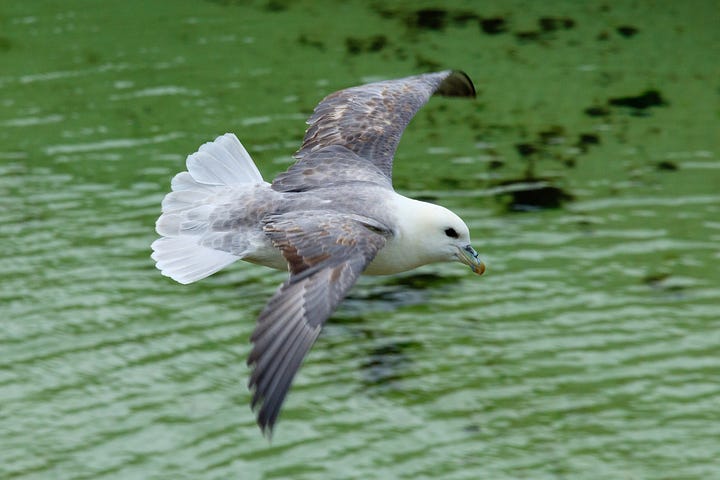 Nature inspiration: fulmar in flight; frosted grass and autumn oaks leaves; dawn mist over autumn trees; loch and dark land after sunset © Felicity Martin