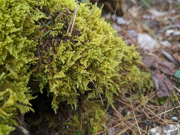 Two photos, each of a different type of moss