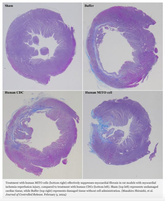 Mitochondrial Activation in Transplanted Cells Promotes Regenerative Therapy for Heart Healing