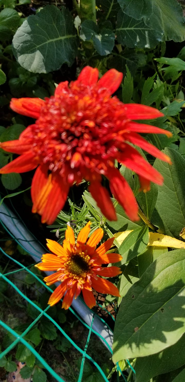 Top left to right: Purple coneflower, Coreopsis, Black-eyed Susan, ruby coneflower.