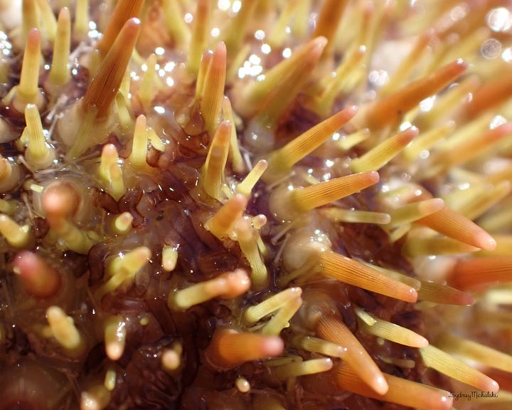 A collection of marine life images features hermit crabs, a red-gilled nudibranch, a sea urchin close-up, and a pink dog whelk.